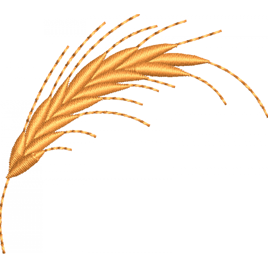 Wheat spike 11f single spike