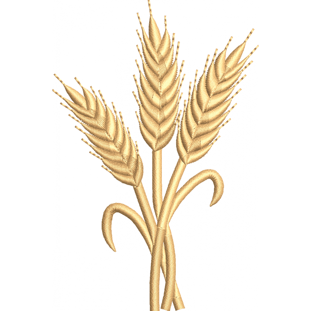 Wheat spike 7f