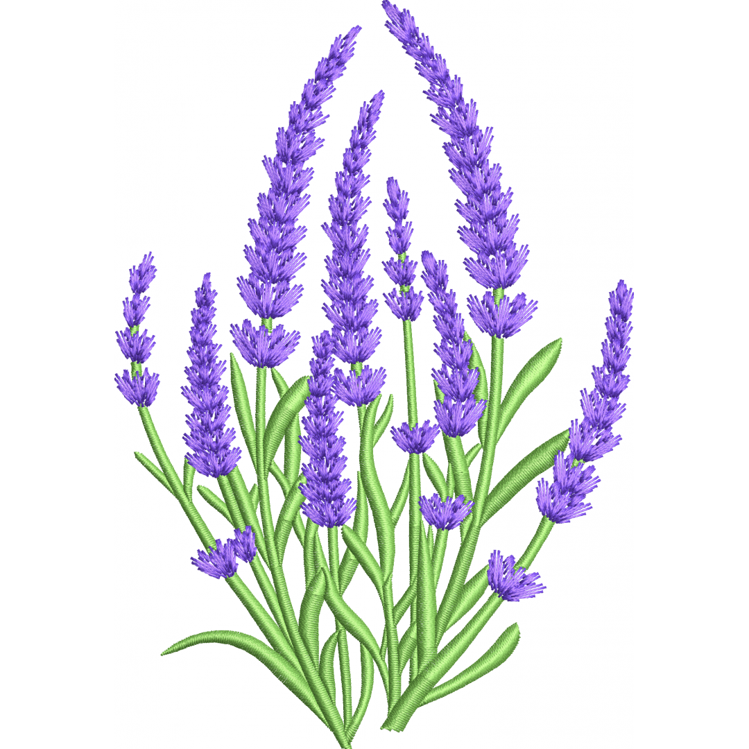 Lavender 7f