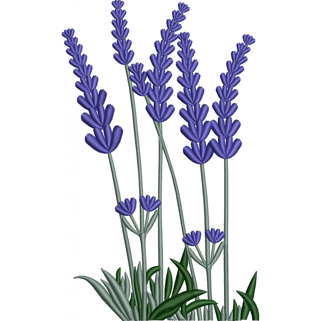 Lavender 9f
