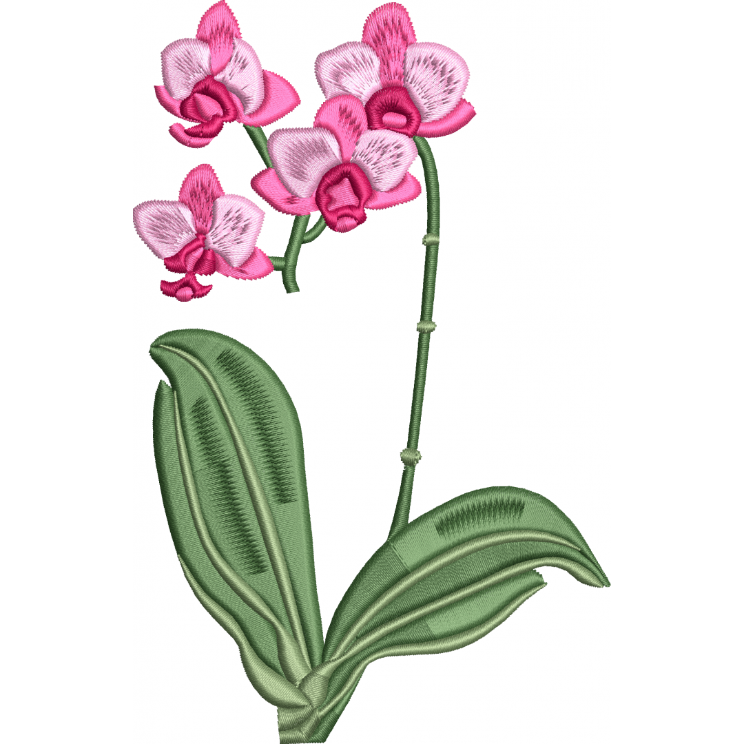 Orchid 3f pink