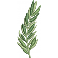 Olive branch leaf embroidery design 32f