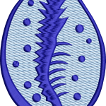 Seashell 5f