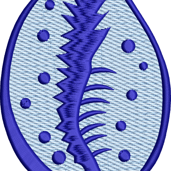 Seashell 5f