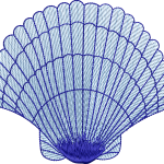 Deniz kabuğu 6f