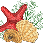 Starfish 8f seashell