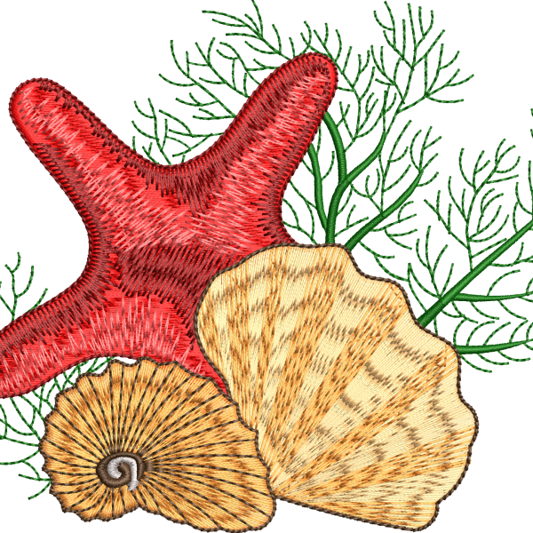 Starfish 8f seashell