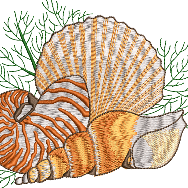 Starfish 9f seashell